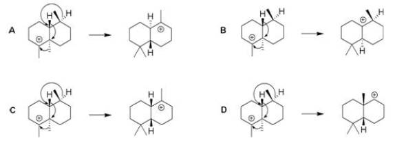 <sup> </sup>Which of the following sequences shows a reasonable series of 1,2-rearrangements as might be found in the biosynthesis of a steroid?   A) A B) B C) C D) D