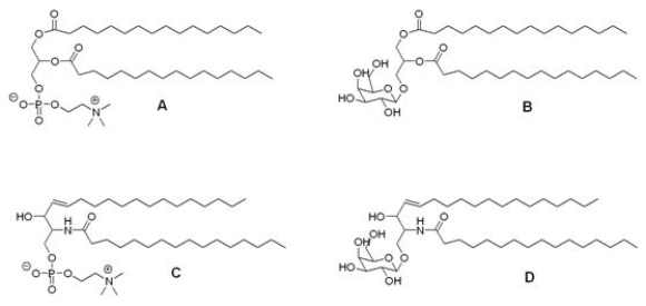 <sup> </sup>Sphingomyelins are a major component of the myelin sheath.Damage to the myelin sheath results in such diseases as multiple sclerosis.Which compound below corresponds to a sphingomyelin?   A) A B) B C) C D) D