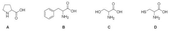 Which is the correct structure for serine?   A) A B) B C) C D) D