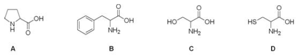 Which is the correct structure for the amino acid cysteine?   A) A B) B C) C D) D