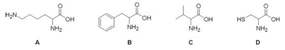 Which of the following is the structure of the amino acid lysine?   A) A B) B C) C D) D