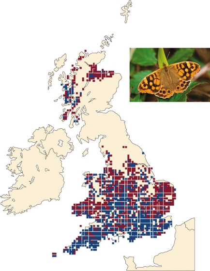   Data in this figure suggest A) butterfly populations are declining. B) butterfly habitat is degrading over time. C) butterflies are moving north over time. D) two species of butterflies are evolving over time.