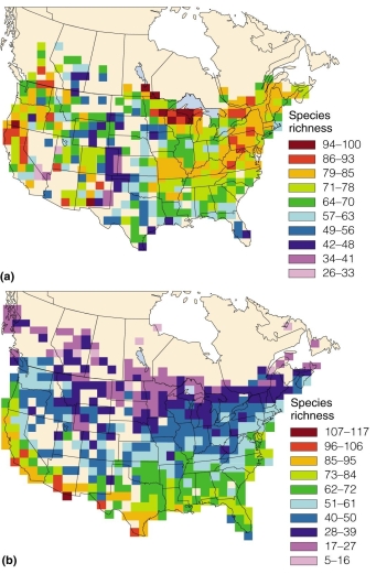   The figure suggests A) primary productivity dictates diversity. B) diversity changes seasonally. C) a high gamma diversity. D) birds are more diverse at northern latitudes.