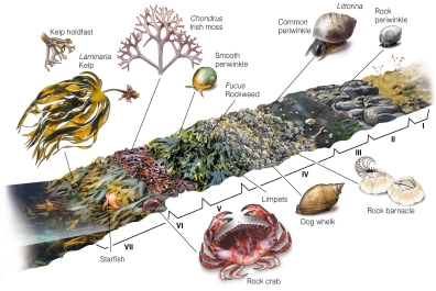   Fucus is found in the A) infralittoral zone. B) subtidal zone. C) midlittoral zone. D) supralittoral zone.