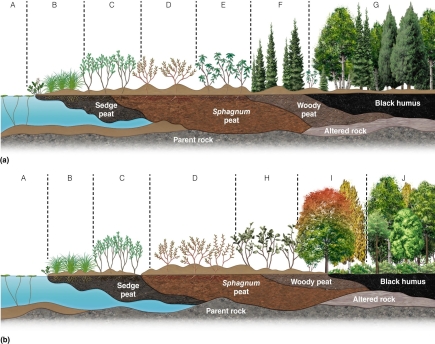   The floating peat over open water makes this habitat a A) swamp. B) marsh. C) bog. D) fen.