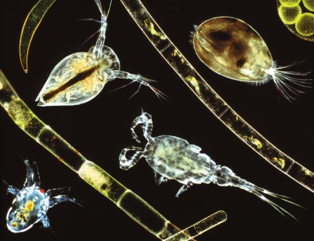   What are present in the photo? A) phytoplankton B) zooplankton C) aufwuchs D) hellgrammites