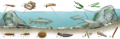   Based on the taxa in the picture,which type of habitat is this? A) fast stream B) slow stream C) pond D) marine