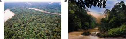   Which type of biome is depicted here? A) deciduous forest B) coniferous forest C) tropical forest D) savanna