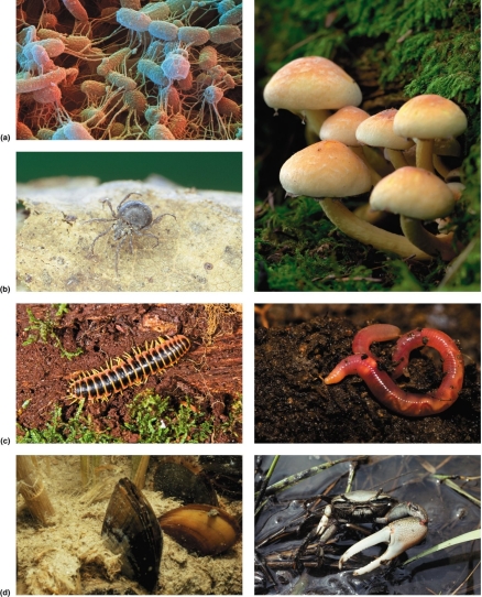   Which of the following are decomposers? A) mushrooms B) mites C) millipedes D) all of the above