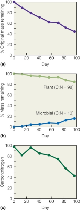   Why does the C/N ratio decline over time? A) Mass increases over time. B) Mass is converted into microbes over time. C) Mass is converted into plants over time. D) More carbon is introduced into the system.