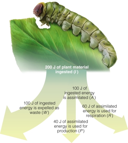   Which pathway leads to the detrital food chain? A) W B) P C) R D) I