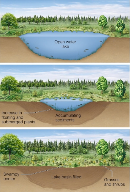   For processes such as those in the figure that can take thousands of years,how can we know that succession can occur in this way? A) via carbon dating B) via chronosequences C) via long-term studies D) via the phytoplankton community