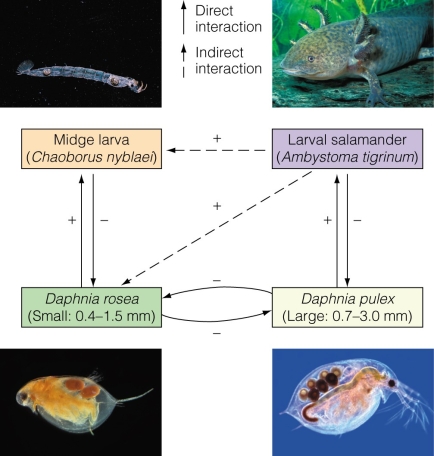   What is the term when one species benefits from an indirect interaction and the other has a neutral effect? A) indirect competition B) indirect mutualism C) mutualism D) indirect commensalism