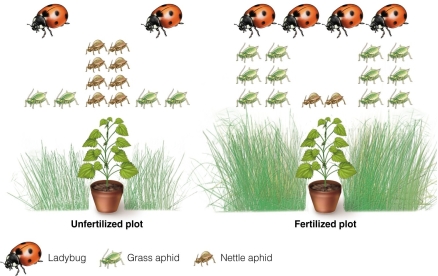   Increasing the resources for one species results in the increase of predator numbers.This reduces the abundance of another prey species.This interaction is A) indirect commensalism. B) indirect mutualism. C) apparent competition. D) apparent predation.
