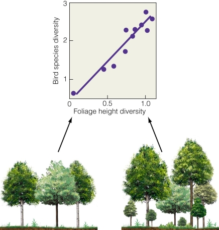   What does this figure suggest? A) Decreased foliage height diversity drives increased bird diversity. B) Increased foliage height diversity drives increased bird diversity. C) There is no relationship between foliage height and bird diversity. D) Increased bird diversity drives increased foliage height diversity.
