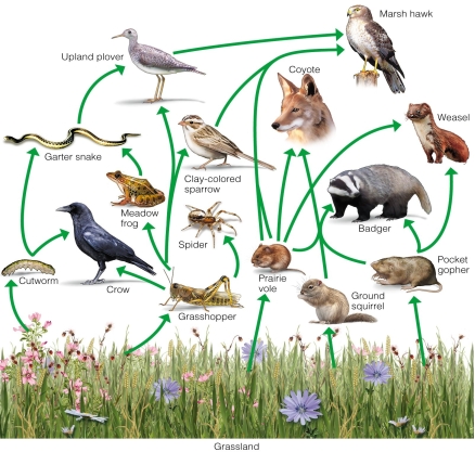   The garter snake in this diagram is an example of a(n)  A) top predator. B) basal species. C) herbivore. D) intermediate species.
