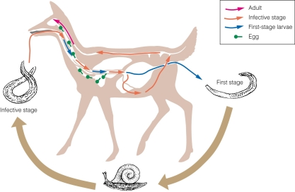   Which of the following is the definitive host? A) deer B) soil C) snail D) free living stage