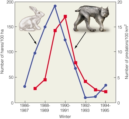   This figure shows that A) lynx populations numerically respond to hare populations. B) lynx become better able to capture prey over time. C) lynx become worse at capturing prey over time. D) hares will go extinct over time.