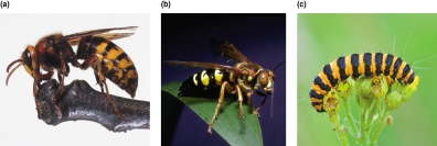   All three of these species are harmful.This is an example of A) Müllerian mimicry. B) Batesian mimicry. C) optimal foraging theory. D) functional response.