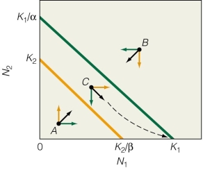   What is the outcome of these isoclines? A) Species 2 wins. B) If species 1 begins with a higher abundance,it wins. C) If species 2 begins with a higher abundance,it wins. D) Species 1 wins.