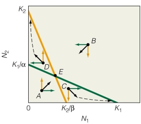 <strong>  What is the outcome of these isoclines?</strong> A)Species 1 wins. B)If species 1 begins with a higher abundance,it wins. C)Species 2 wins. D)Both species coexist. <div style=padding-top: 35px> 