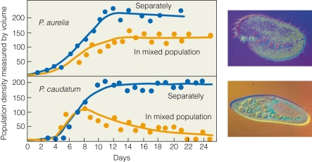   According to the figure,when these two species are combined in a culture,what will the outcome be? A) P) aurelia wins. B) P) caudatum wins. C) Both species coexist. D) P) aurelia wins only if it starts at a higher abundance.