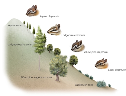   The different chipmunk species correspond to the different tree species along an elevational gradient.This is likely because A) each chipmunk species depends on the specific tree species for habitat. B) lodgepole trees and lodgepole chipmunks prefer warmer temperatures. C) the fundamental niche of yellow-pine chipmunks is limited to middle elevation. D) several resource factors for both groups change with elevation.