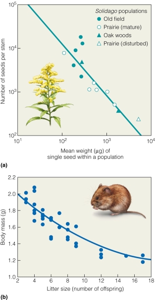   These data support the trade-off that A) size of offspring is correlated with number of offspring. B) size of offspring is correlated with size of mother. C) number of offspring is correlated with survival. D) habitat type is correlated with size of mother.