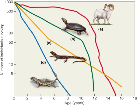   The Dall sheep (a) curve represents which type of survivorship curve? A) Type I B) Type II C) Type III D) Type IV