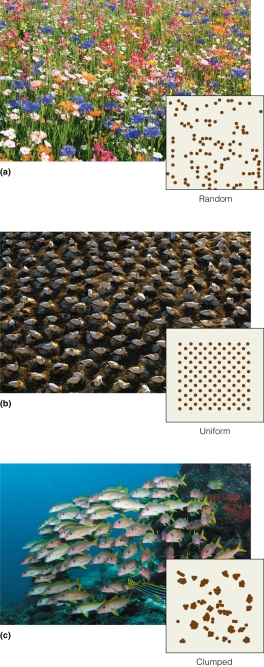   When sampling a species that has clumped distributions,which approach listed below is best? A) sampling at random locations B) counting every individual C) calculating an ecological density D) assuming a uniform distribution