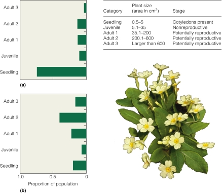   According to the figure,the predominant plant in an open site is roughly ________ cm3 in size. A) larger than 600 B) 200.1-600 C) 5) 1-35 D) 0) 5-5