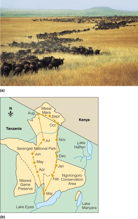   Using the figure,the country of ________ may possibly lose migrating ungulate populations if global climate change shifted precipitation patterns.