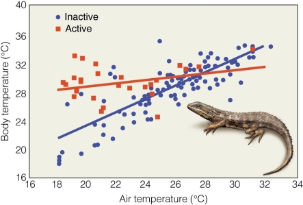   In this figure,the slope of the lines for active lizards and inactive ones suggests that A) active lizards are regulating their temperature in some way. B) inactive lizards are regulating their temperature in some way. C) there is no difference in trends between the two types. D) active lizards retain their cool across a wider variety of temperatures.