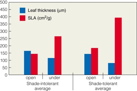   Why is the SLA higher under shade for both shade-tolerant and shade-intolerant plants? A) Shade intolerant plants have larger surface areas. B) Leaves tend to be thicker in the shade. C) Leaves tend to have larger surface areas to absorb more sunlight. D) Shade tolerant plants have larger surface areas.