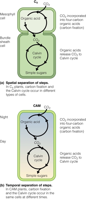   Which of the following photosynthetic pathways is ideal for desert plants? A) CAM B) C₄ C) C₃ D) respiration
