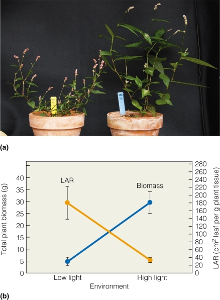   Plants grown under a medium light condition would exhibit how much biomass? A) 5g B) 20g C) 30g D) 45g