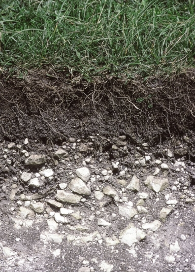   The rocky area at the bottom of the photo would be considered which section of a soil profile? A) unconsolidated material B) subsoil C) topsoil D) organic layer