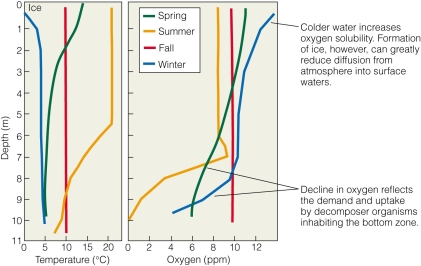  What might make the winter profile for oxygen concentration in winter appear more like the fall profile? A) a lack of ice formation on the surface and few decomposers at the lake bottom B) ice formation on the surface and few decomposers at the lake bottom C) a lack of ice formation on the surface and increased numbers of decomposers at the lake bottom D) ice formation on the surface and increased numbers of decomposers at the lake bottom