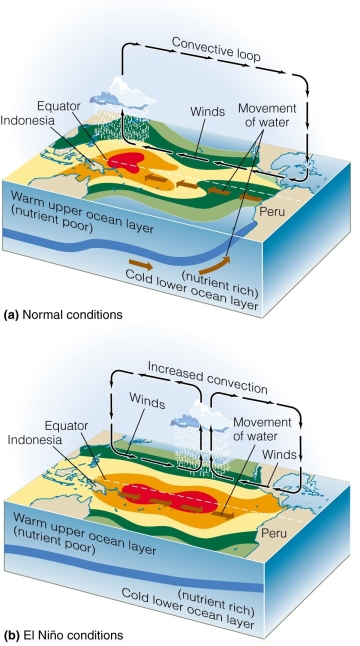   Weakening of trade winds results in A) flooding in Peru. B) flooding in Indonesia. C) reduced convection. D) cooler ocean temperatures in Peru.
