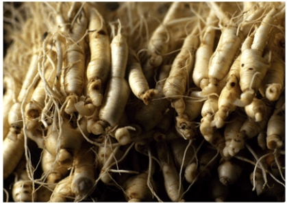 What are the suggested benefits of ginseng? What are potential side effects?   