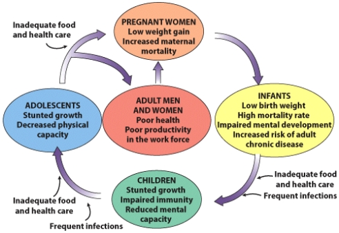 At what points can the  cycle of malnutrition  be broken? Why might there be inadequate food for individuals and populations in several places in this cycle?   