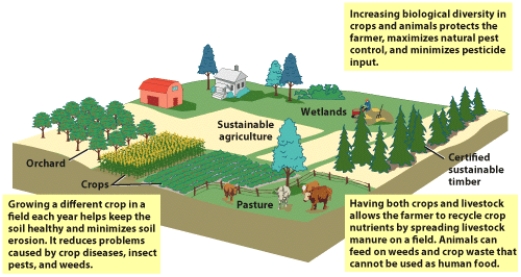 Why is sustainability so important to long-term nutritional goals worldwide and why are short-term solutions usually not very much associated with sustainability?   