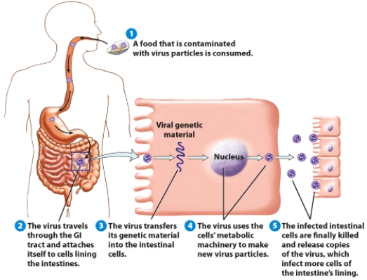 Describe how a virus found in food can infect intestinal cells.     