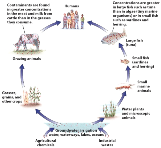 How do chemicals used in agriculture make their way to humans? How could various aspects of packaging and chemical additives protect the food supply? What are the risks and benefits of some of these food additives?   