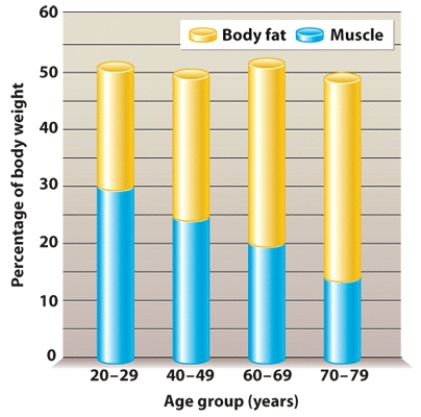 Why do the changes in body composition seen during aging affect energy needs?   