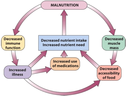 Describe the social and economic status of the elderly population most at risk for nutrition-related problems.   