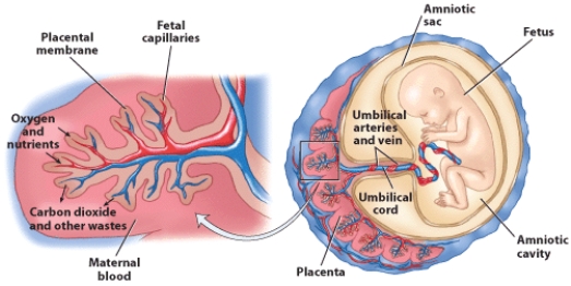 Which organ is essential for secreting hormones,transferring nutrients and oxygen from the mother's blood to the fetus,and removing waste?   