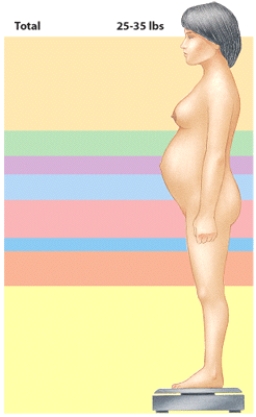 What is responsible for the greatest proportion of maternal weight gain during pregnancy?   