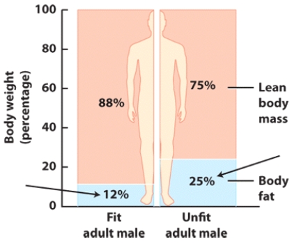 How does body fat differ in a fit adult male versus female?   