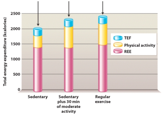 How does a person's energy needs change as they go from being sedentary to engaging in regular exercise.How does REE change?   